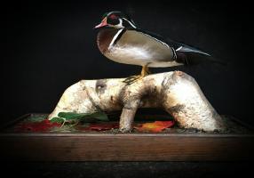 Waterfowl And All Upland Game Birds Mounts
