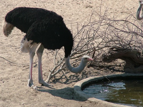 Ostrich At The Hole